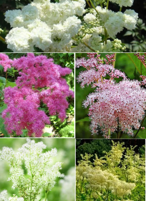 Λουλούδια λιβαδιού