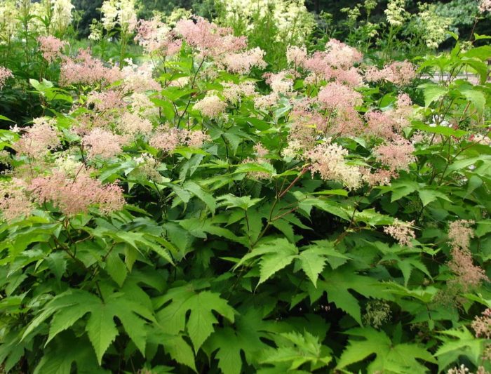 Ροζ λιβάδι Καμτσάτκα