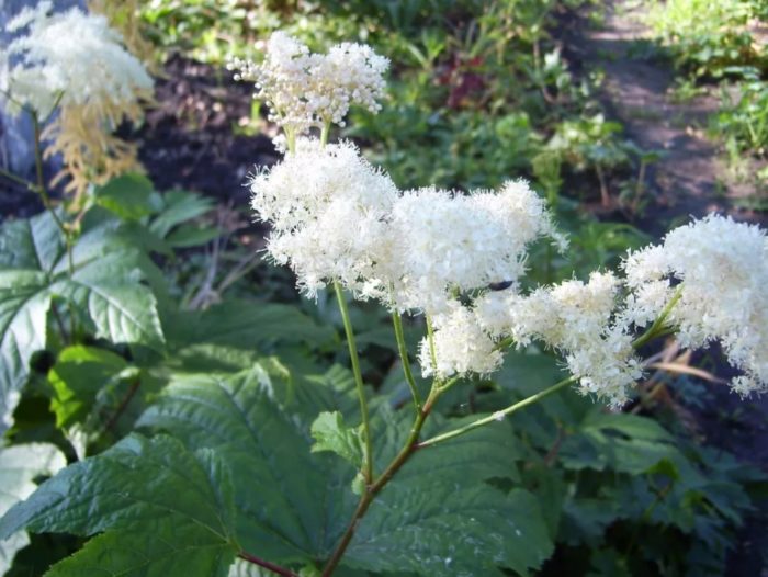 Γλυκό λιβάδι Καμτσάτκα
