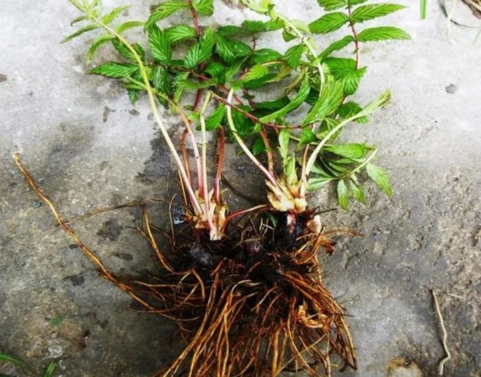 Διαχωρίζοντας τον θάμνο