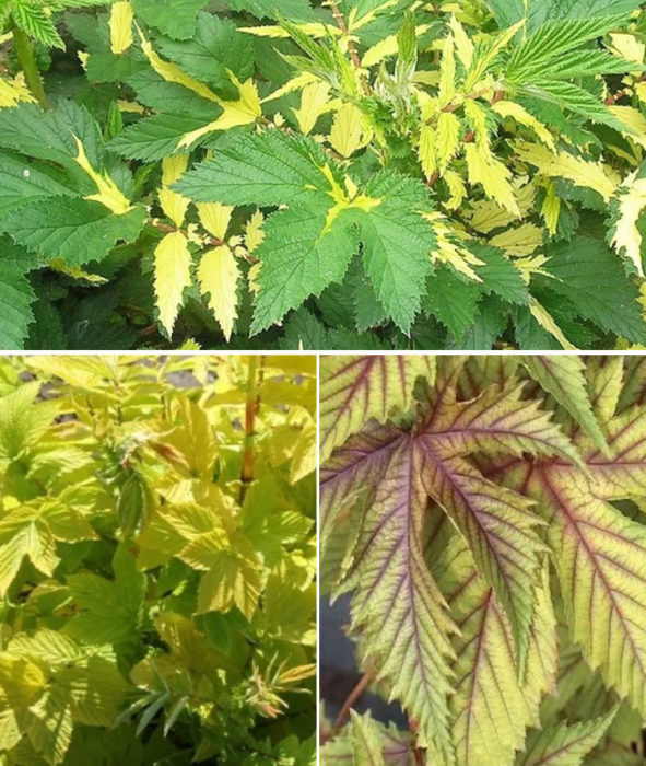 Χρωματισμός φυλλώματος Meadowsweet