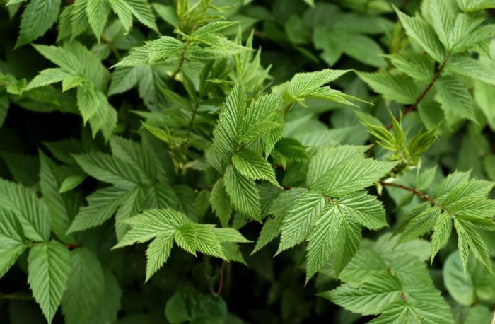 Φύλλα Meadowsweet