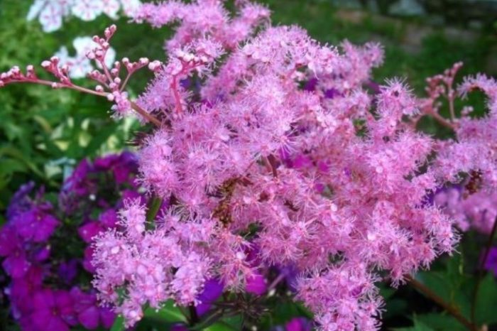 Ποικιλία ροζ πυγμαίος