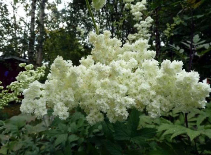 ποικιλία λιβαδιού Plena