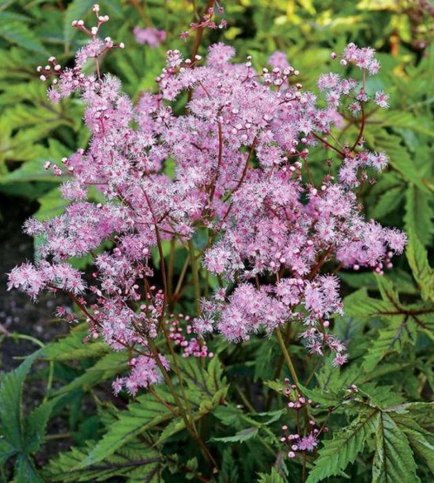 Κόκκινη ομπρέλα Meadowsweet