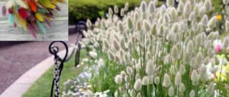 Лагурус в градината и в букет