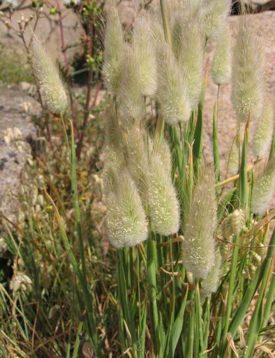 Цъфтеж на лагурус