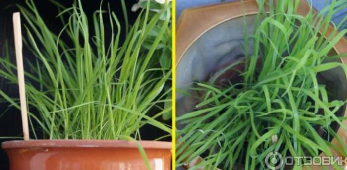 Лагурус в саксия