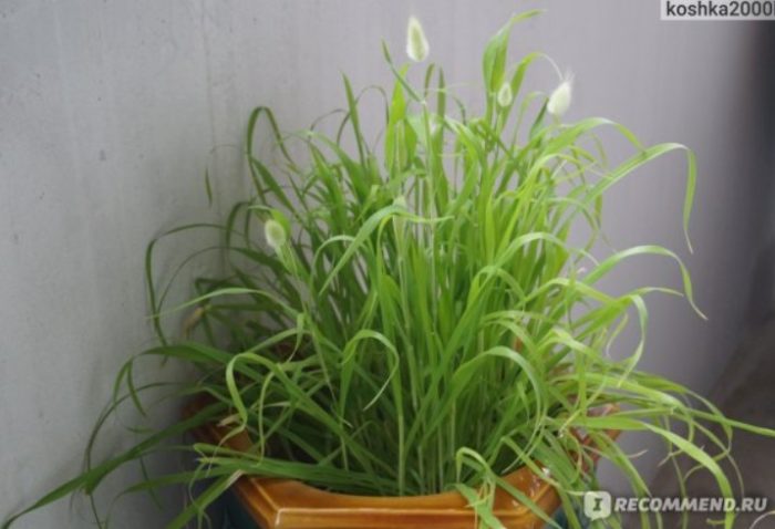 Лагурус в саксия