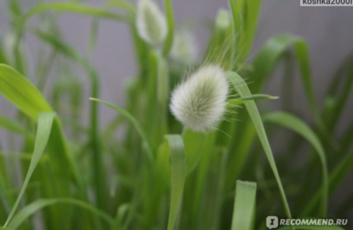 Пораснала заешка опашка