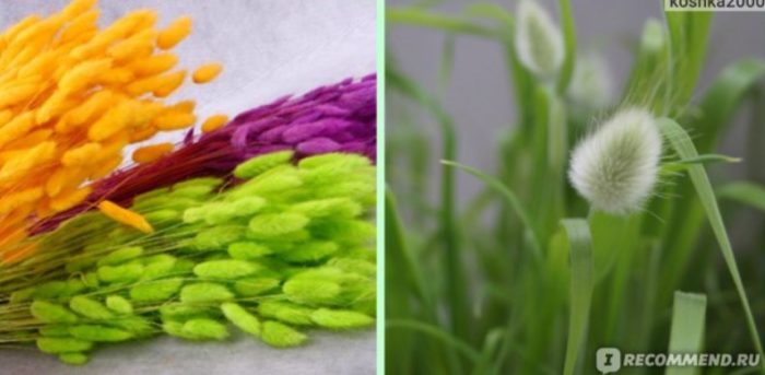 Рисувани зайчешки опашки