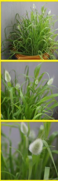 Цъфтеж на лагурус