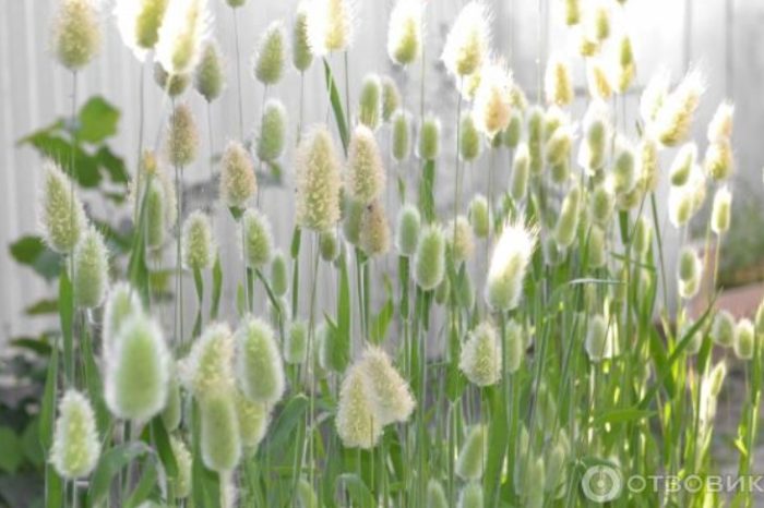 Класчета на лагуруса