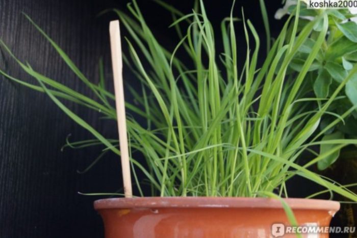 Котката харесва кълновете на заешка опашка