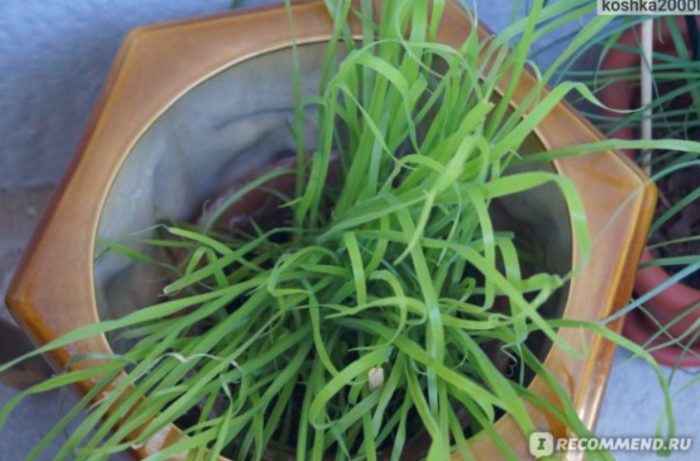 Разсад от лагурус в саксия