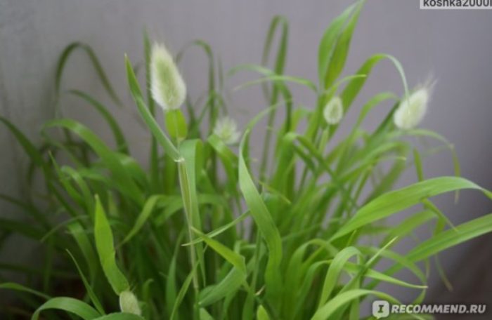 Храст на заешка опашка