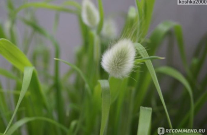 Лагурусът е разцъфнал