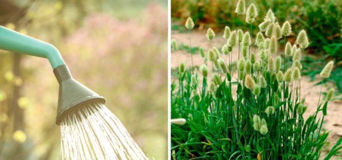 Грижа за лагурус