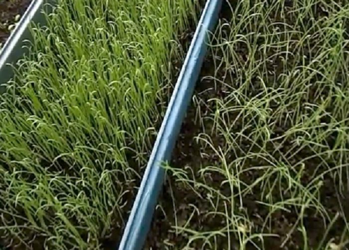 Разсад от заешка опашка