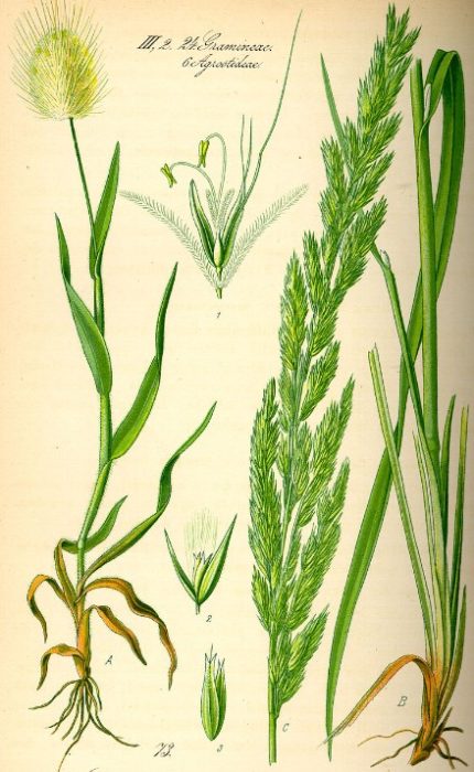 Структурата на опашката на заека