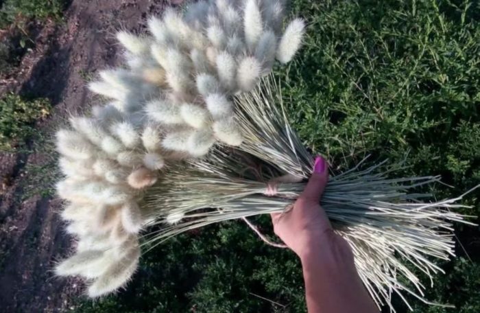 Сушене на заешка опашка