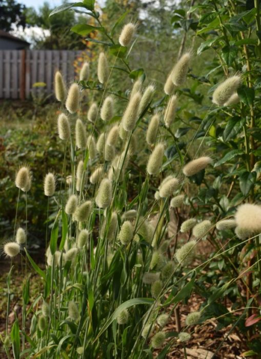 Заешка опашка на дачата