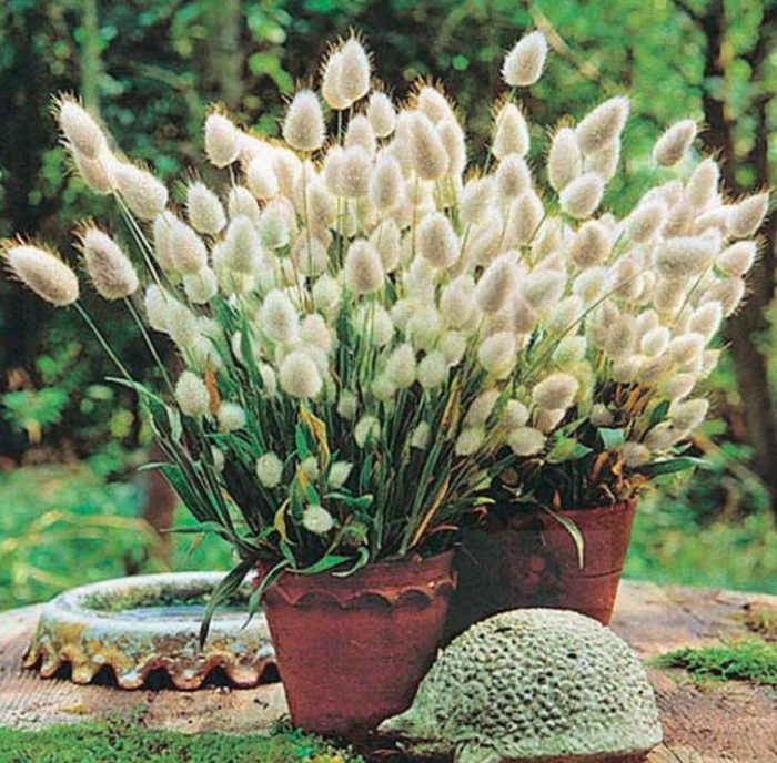 Лагурус в саксия