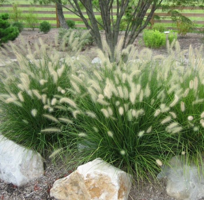 Лагурус сред камъните