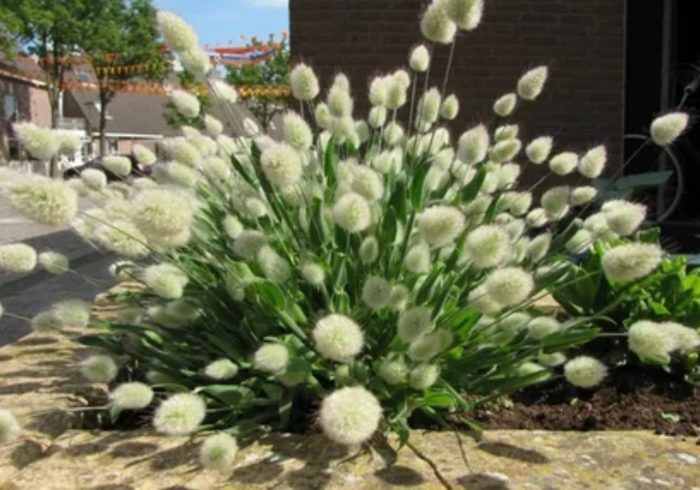 Лагурус в пейзажа