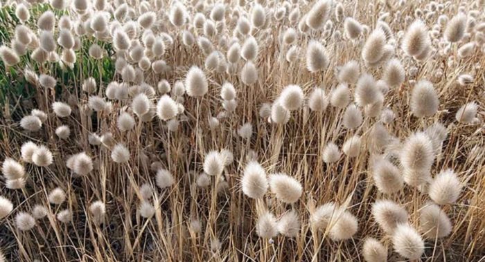 Лагурус на полето