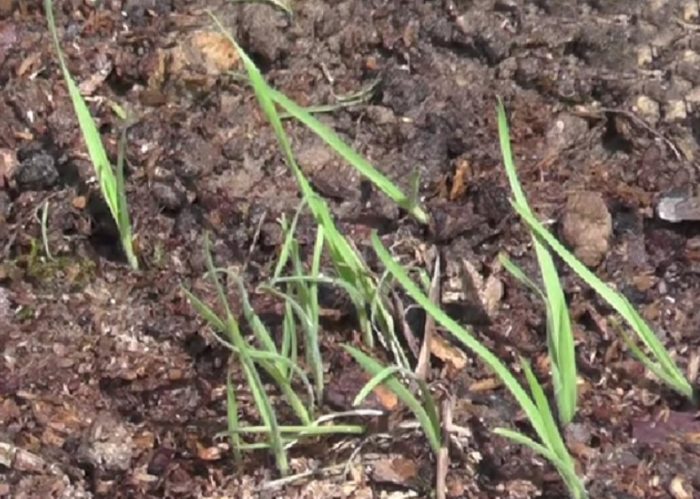 Разсад от семена