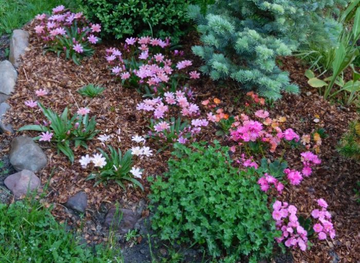 Λεβισία σε παρτέρι