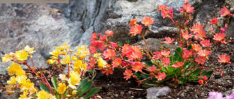 Луизия в градината: видове цветя