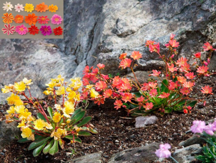 Λεβισία στον κήπο: είδη λουλουδιών