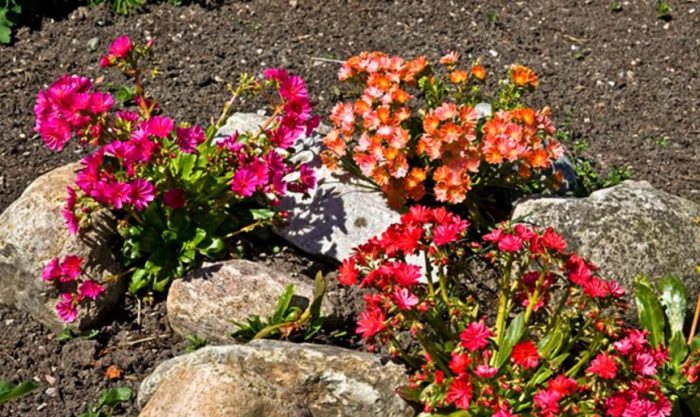 Η Λεβισία ανάμεσα στις πέτρες