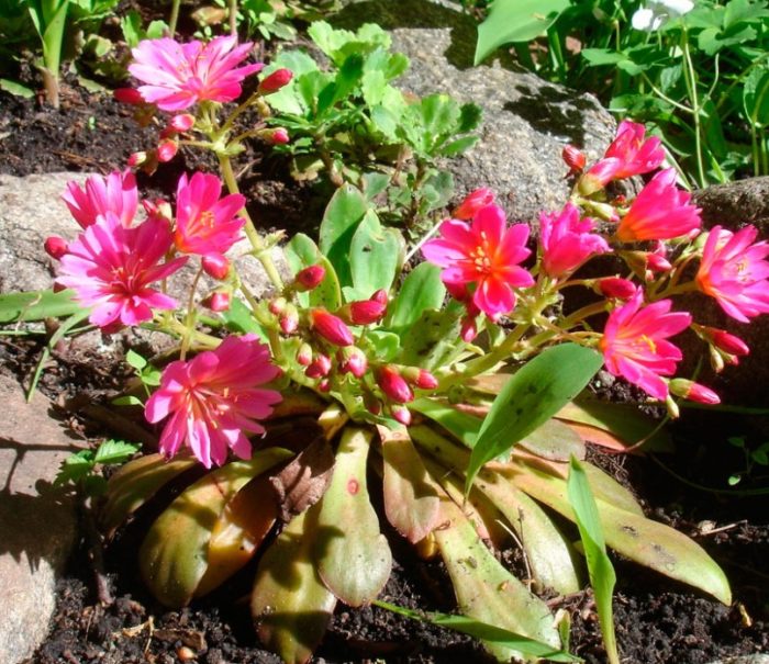 Ασθενές φυτό