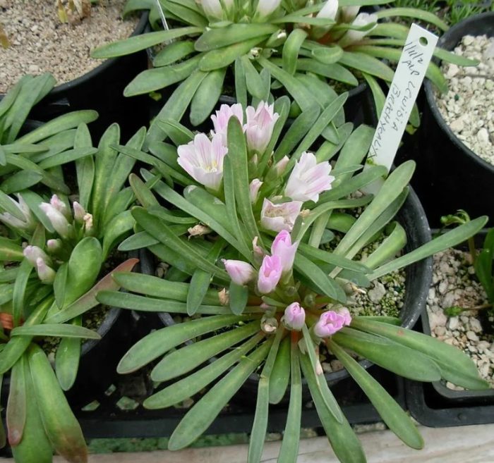 Левизия бревисата