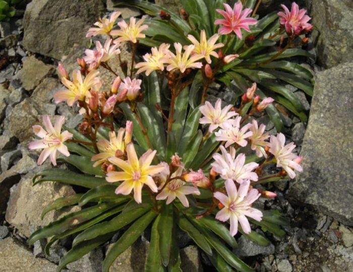 Сорт „Малка праскова“