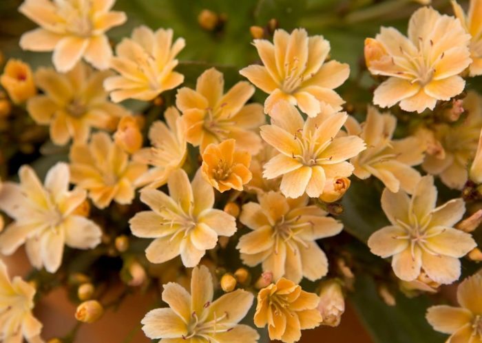 Ποικιλία Little Mango