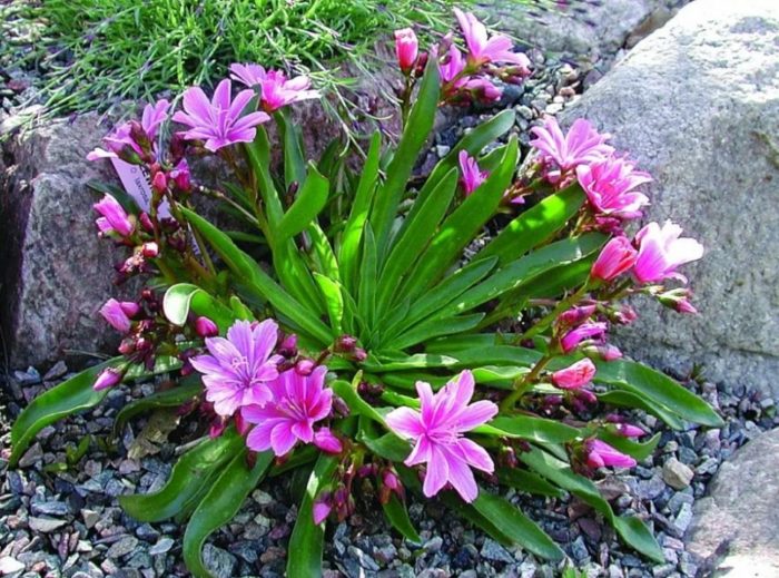 Ποικιλία Little Plum