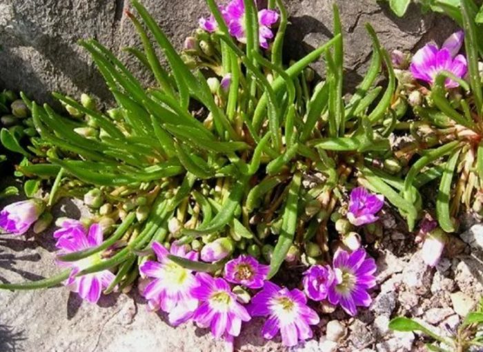 Луизия джудже