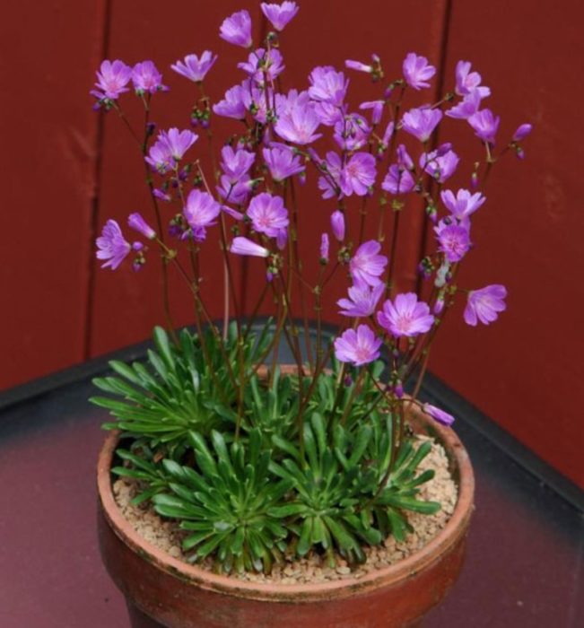 Λεβισία κολουμβικά