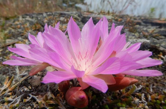 Актуализирана Левизия