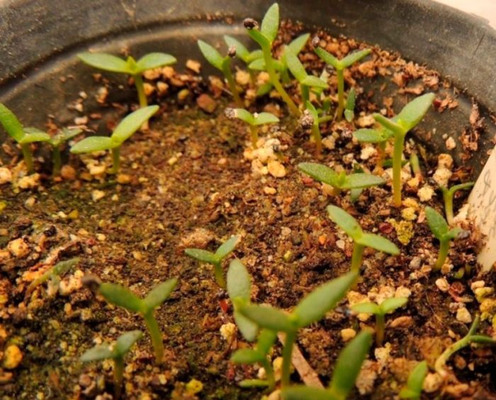 Λάχανα Lewisia