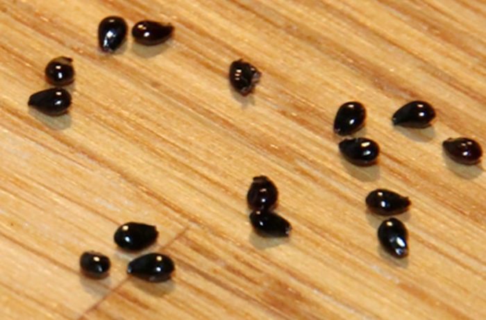 Σπόροι Λεβισίας