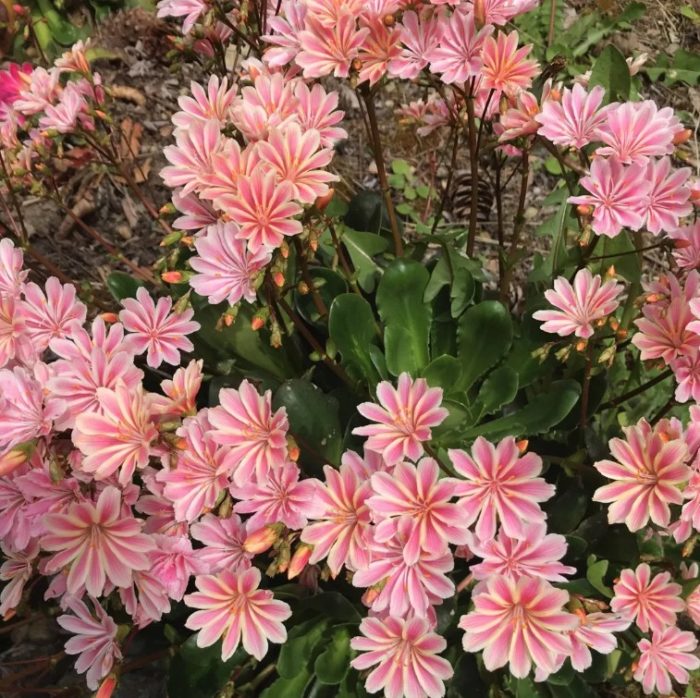 Луизия с тъпи листа