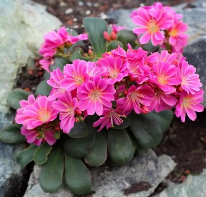 Ποικιλία με αμβλέα φύλλα Red Pepl