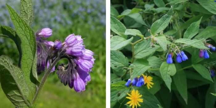 Съцветие от черен оман