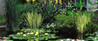 Растения в езерото