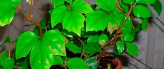 Интересни листа на цветето Rhoicissus